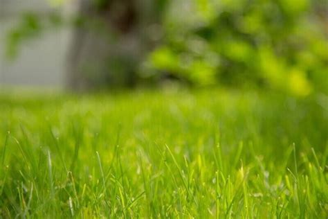 4 Best Grass Types For Lawns In Chicago