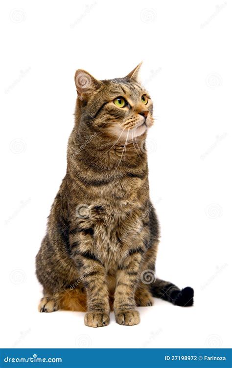 Adult Tabby Cat On White Stock Photography Image 27198972