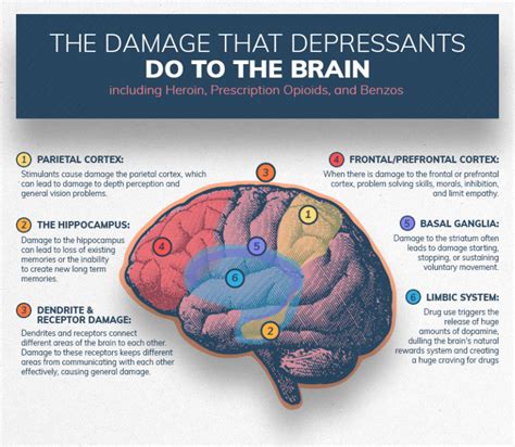 Infographics Show The Damage Substance Abuse Can Do To The Brain Info