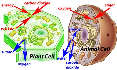 Differences between animal and plant cells. animal cell parts diagram | Sylvie Guillems