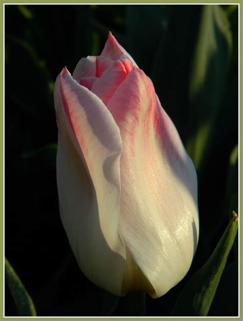 Tulipes3 Le Jardin Par Passion