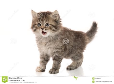 Close Up Of Cute Tabby Kitten Standing On White Background Stock Image