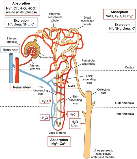 Excretion Kidney Function Diagram Quizlet