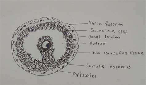 Draw A Labeled Diagram Of A Graafian Follicle