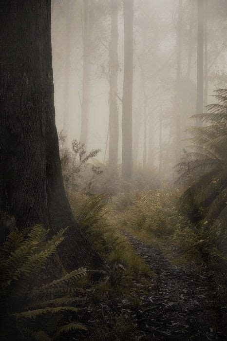 ☾︎ 𝐃𝐚𝐫𝐤 𝐀𝐜𝐚𝐝𝐞𝐦𝐢𝐚 On Twitter Misty Forest Dark Naturalism Dark Green
