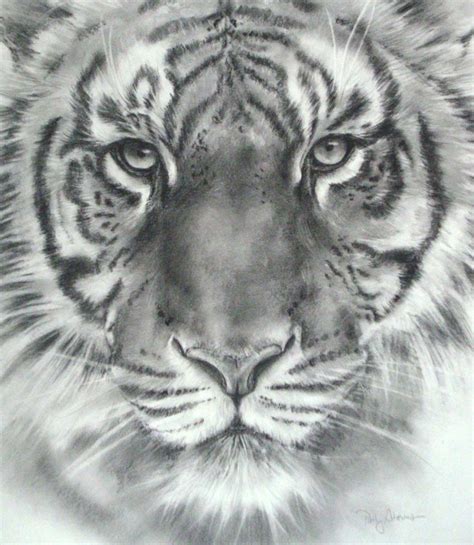 Tiger Face Sketch At Explore Collection Of Tiger