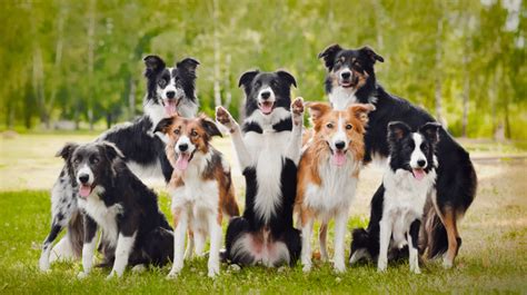 Top 29 Most Popular Border Collie Mixes Youll Want To Add To Your Home