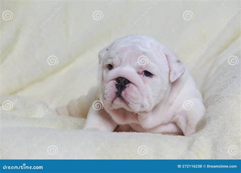 English Bulldog Puppy Stock Photo Image Of Wrinkle 272116238