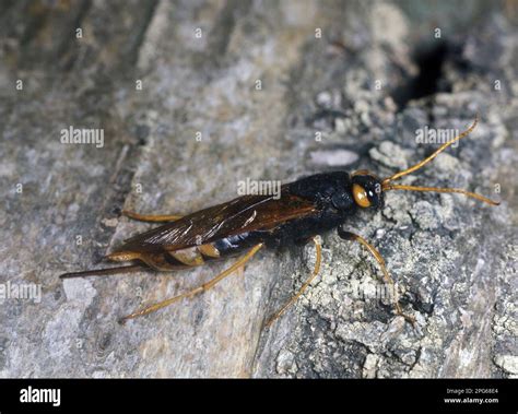 Giant Wood Wasp Giant Woodwasps Other Animals Insects Animals