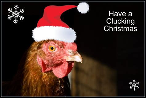 Christmas Chicken Flickr Photo Sharing