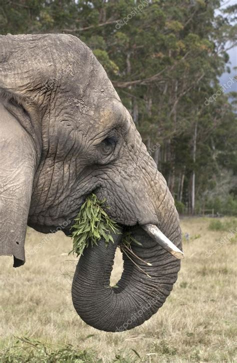 Elefante Comendo — Fotografias De Stock © Ap Images 28953133