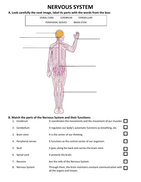 Nervous System Online Activity Anatomy Worksheets