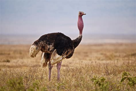 Common Ostrich ♂ Birdforum