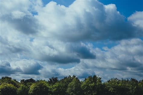 Forest Under Cloudy Sky · Free Stock Photo