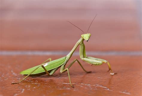 Praying Mantis Habitat Exploring Where These Insects Dwell Animal Sake