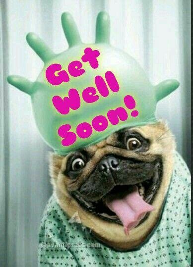 Get Well Soon Pugs Funny Cute Animals Funny Animals