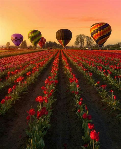 The Wooden Shoe Tulip Festival In Woodburn Oregon United States