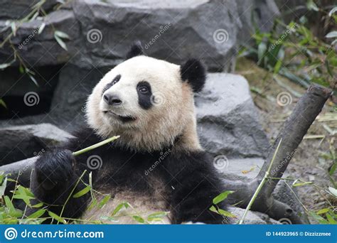 Funny Pose Of Giant Panda China Stock Image Image Of Endangered