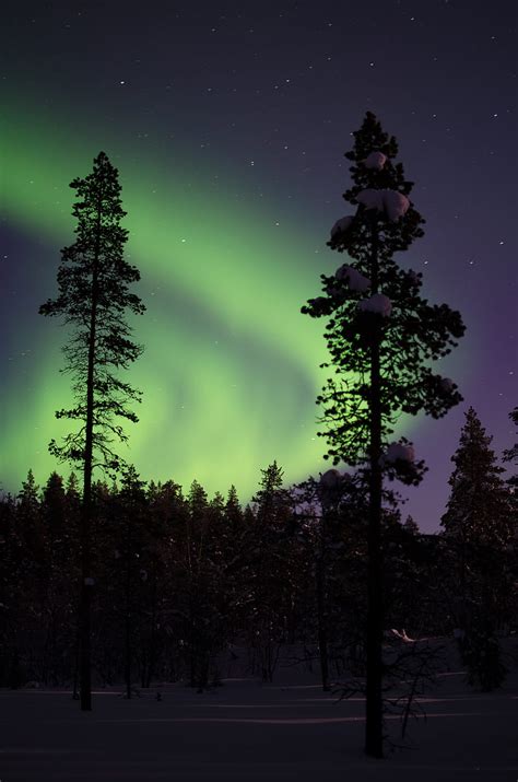 Northern Lights Aurora Trees Snow Forest Night Snowy Hd Phone