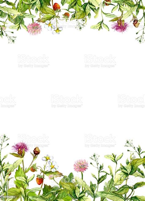 Blossom Flowers Spring Grass Herbs Floral Frame Border Watercolor Stock