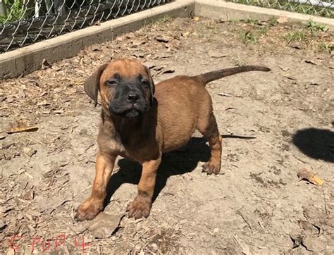 View Image 1 For Lovely Akc Bullmastiff Puppies For Free Regina
