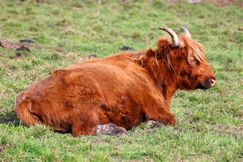 Highland Cattle Are A Scottish Breed Of Cattle Stock Image Image Of