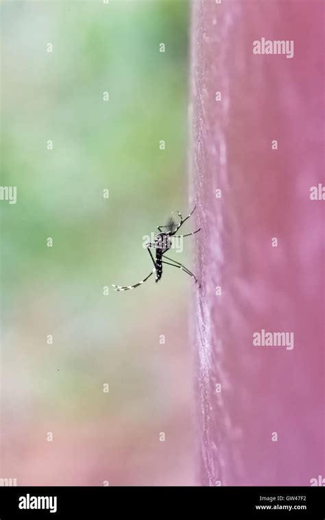 Macro Shot Of Asian Tiger Mosquito Aedes Albopictus Also Known As