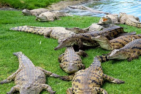 Australian Reptile Park Discount Tickets Prices Address And Hours