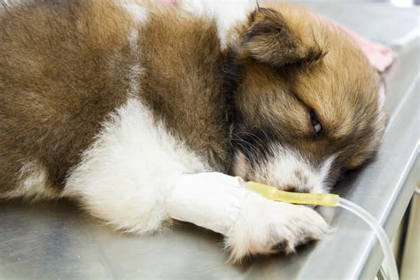 What Every Dog Owner Needs To Know About Parvovirus Westerville Pets