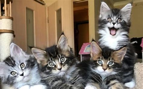 It happens for different reasons, but basically, it depends on the time your cat spends outdoors or whether your cat. Do Maine Coon Cats Shed? (Can it be prevented and reduced?)