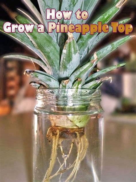 Rooting And Growing Pineapple Tops Is Easy Did You Know That The Leafy