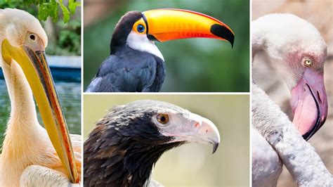 How Birds Of A Feather Evolved Together Bbc News