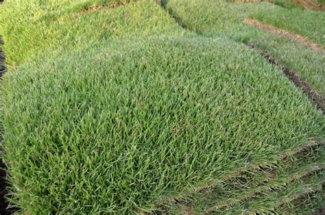 Zoysia japonica, sometimes called japanese lawn grass or korean lawn grass, is a coarser textured, but more cold hardy species than zoysia matrella. Zeon Zoysia without the "Middle-Man" mark up - Farm to Home Delivery - The Grass Outlet