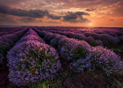 Lavender Field At Sunset Hd Wallpaper Background Image 2048x1460