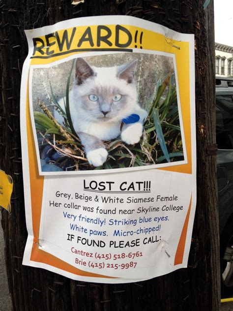 Najděte stock snímky na téma lost cat reward find missing poster v hd a miliony dalších stock fotografií, ilustrací a vektorů bez autorských poplatků ve sbírce shutterstock. Lost Cat: Stolen? | Noe Valley SF