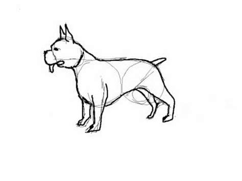 Como Dibujar Un Perro Pitbull Paso A Paso Imagui