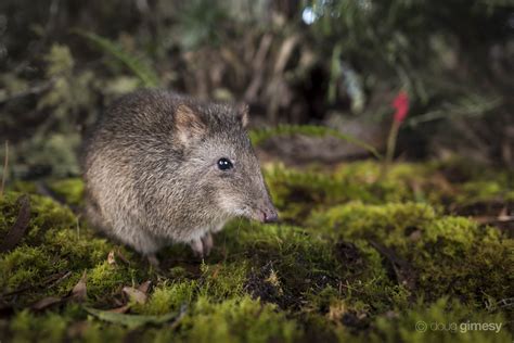 Webinar Otway Threatened Species Research Forum 2021 Conservation