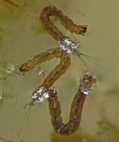 Dixid Midges Larvae Flies Order Diptera Insects Bob Armstrongs