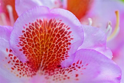Petallic Macro Photo Of Flower Petal In James Bay Victori Flickr