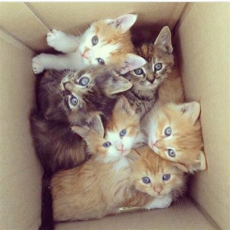 Kittens In A Box Pictures Photos And Images For Facebook