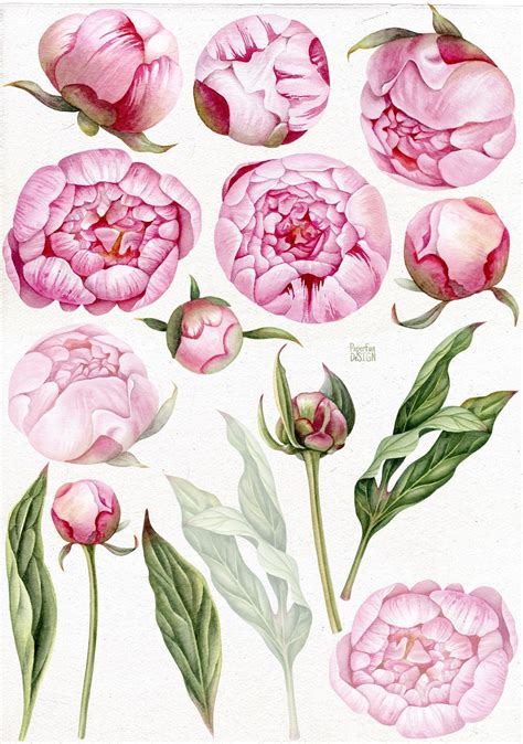 Watercolor Pink Peony Flowers Peony Art Peony Illustration Peony