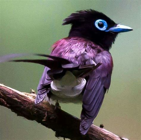 Japanese Paradise Flycatcher Terpsiphone Atrocaudata Beautiful