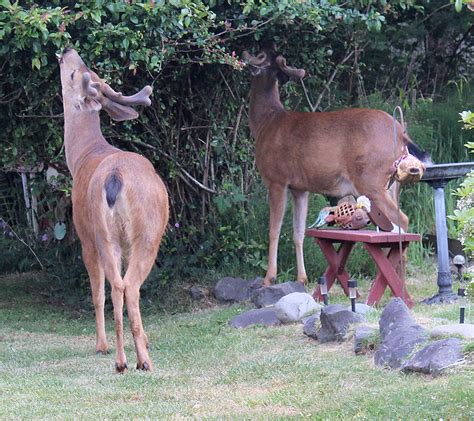 Council Approves Ban On Feeding Deer Other Wildlife North Coast News