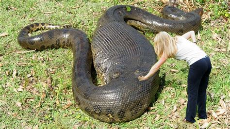 Giant Anaconda World S Biggest Python Snake Found In Amazon River