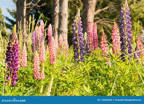 Lupine Full Bloom Condition Summer Season New Zealand Stock Photo