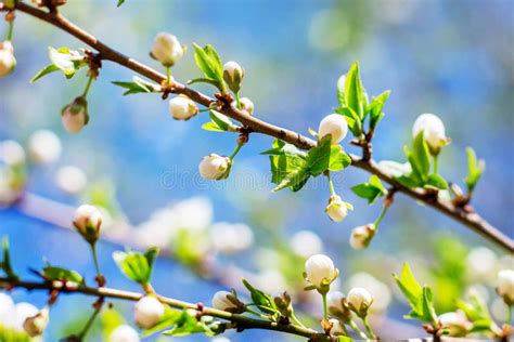 White Buds On A Cherry Branch Flowering Of Trees In Spring Stock