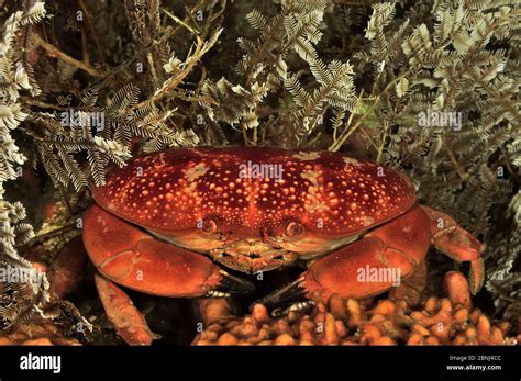 Convex Reef Crab Carpilius Convexus At Night Sulu Sea Philippines