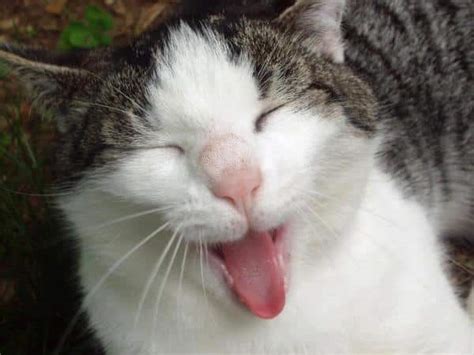 43 Top Info Laughing Cats Cute Kittens