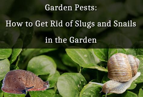 How To Get Rid Of Slugs And Snails In Your Garden Fasci Garden