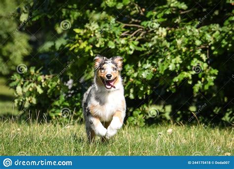 Puppy Of Australian Shepherd Is Running In The Nature Stock Photo